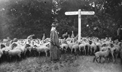 Malersiches Kriegswerk: die Schäferin, aus The Illustrated War News, 5. Juli 1916